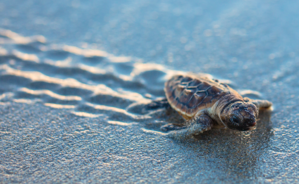 baby sea turle L - Best Western Plus Siesta Key Gateway -Best Western ...