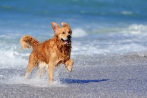 Sarasota's Best Dog Parks and Beaches - Best Western Plus Siesta Key