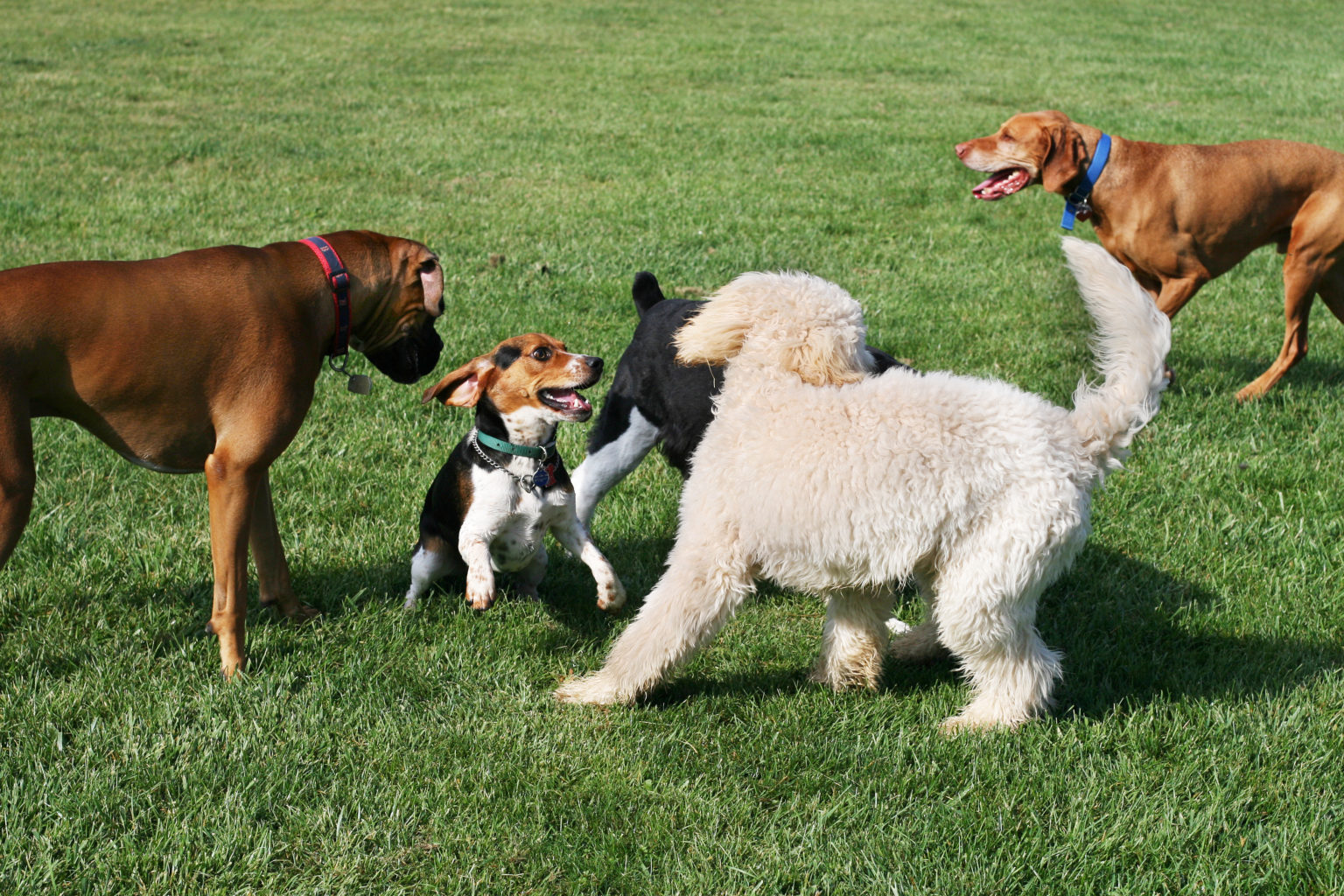 Are Dogs Allowed on Siesta Key? - Best Western Plus Siesta Key Gateway